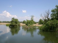 RO, Tulcea, Danube delta 11, Saxifraga-Dirk Hilbers